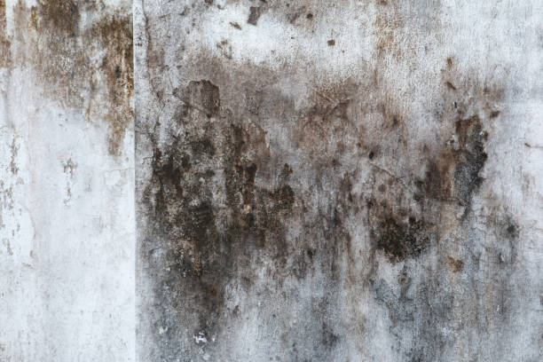 Best Indoor Air Quality Assessment  in Avonia, PA