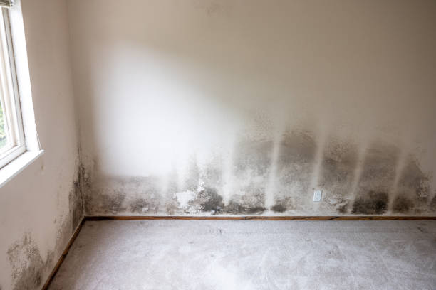 Avonia, PA Mold Removal Company
