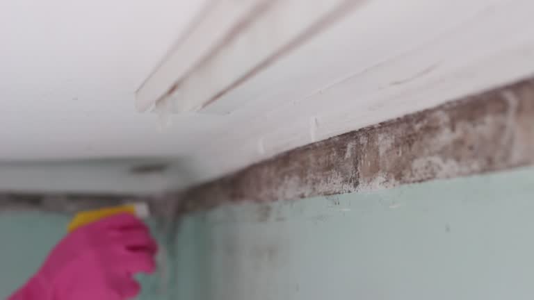 Best Asbestos and Lead Testing During Mold Inspection  in Avonia, PA